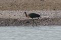 White-faced Ibis 092008 234